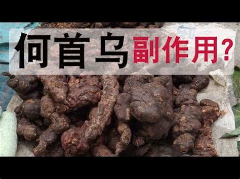 何首烏藥膳功效|何首烏 的功效與作用有哪些？完整解析！